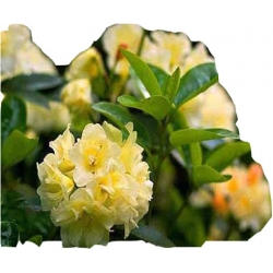 Rododendron Creamy Chifon Ro25